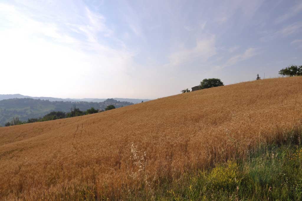 AZIENDA AGRICOLA I CAMPI