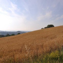 AZIENDA AGRICOLA I CAMPI