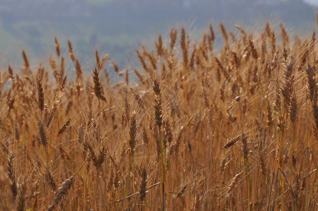 AZIENDA AGRICOLA I CAMPI